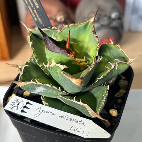 Agave titanota"Dennis051