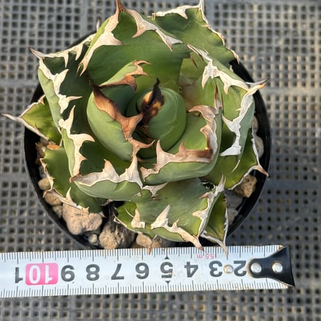 Agave titanota"dwarf 6-61DW3