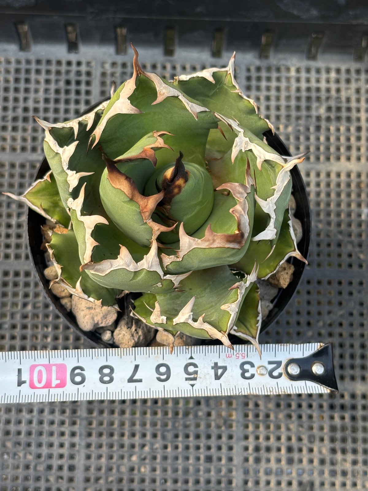 アガベチタノタ US Dwarf Agave titanota