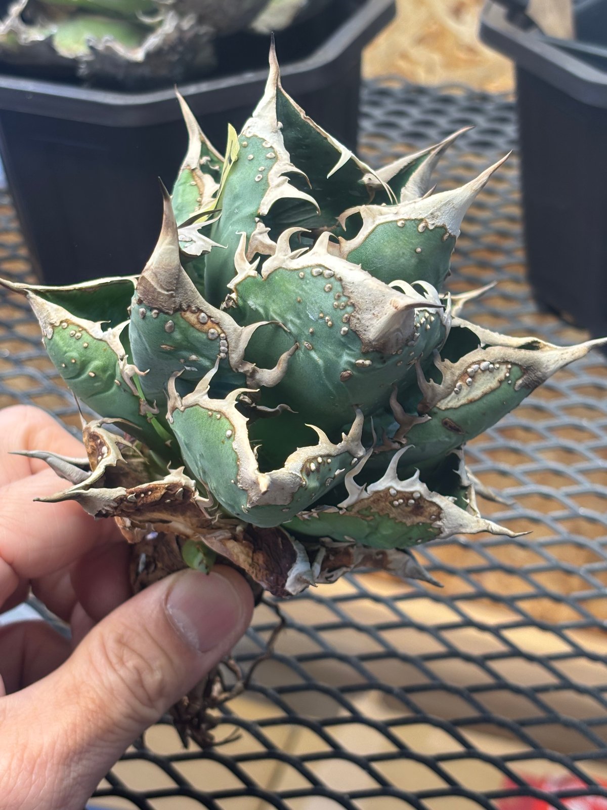 アガベ チタノタ berlin 銀河　子株 Berlin産 Agave titanota