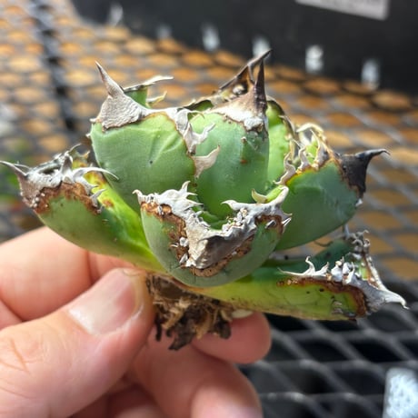 【Berlin産】Agave titanota"麻花龍1