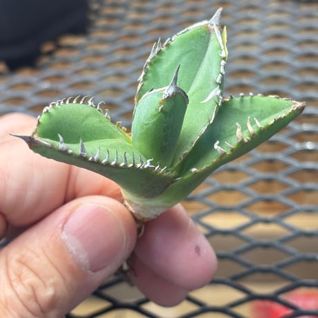 【Berlin産】Agave titanota"担克1