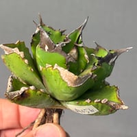 Agave titanota"白火焔（A056）