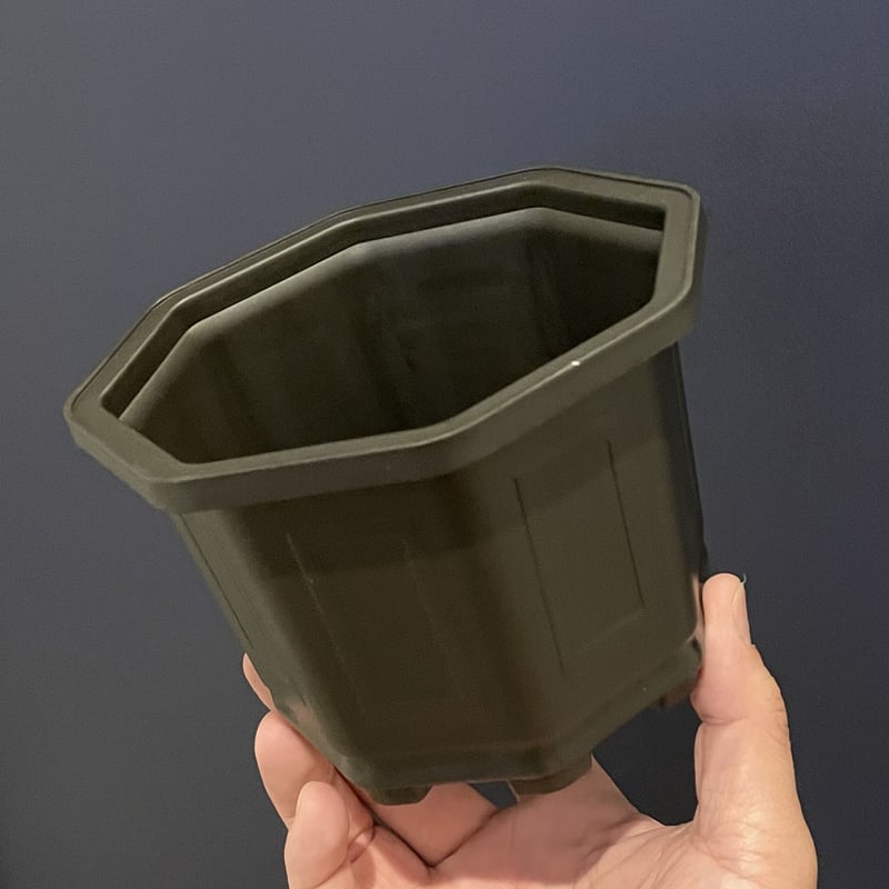 新品台湾八角鉢5寸Agave鉢コメントにて受付中