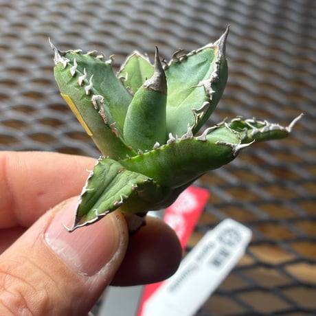 【特別SALE中】Berlin産　Agave titanota"麒麟2