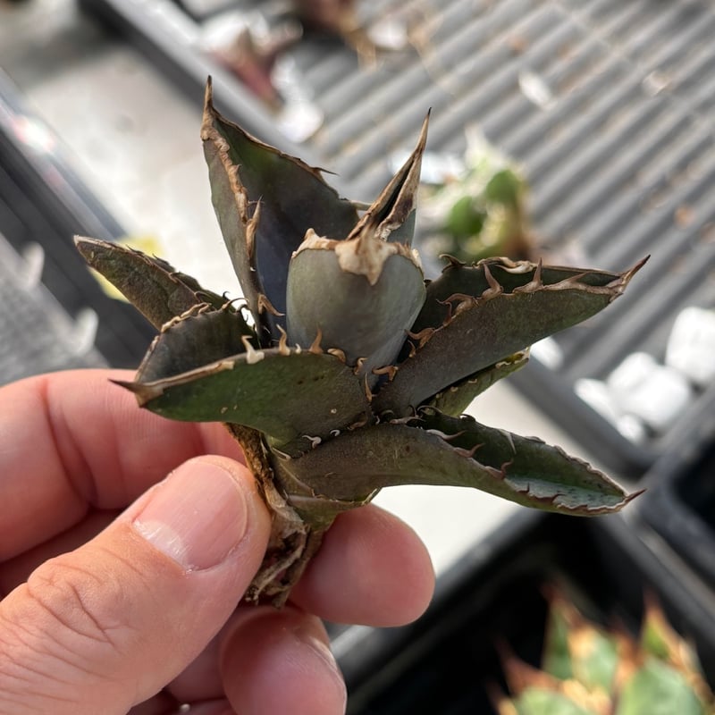 特別SALE中】GALAXY産 Agave titanota