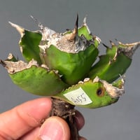 Agave titanota"白火焔（A055）