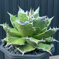 特別SALE中】GALAXY産 Agave titanota
