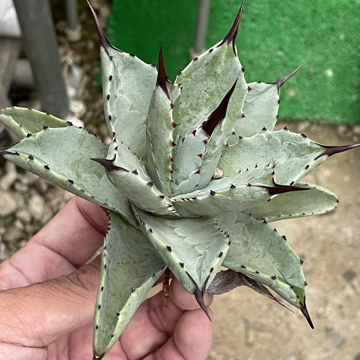 Agave hybrid dragontoes× macroacanthaドラゴンエイト237