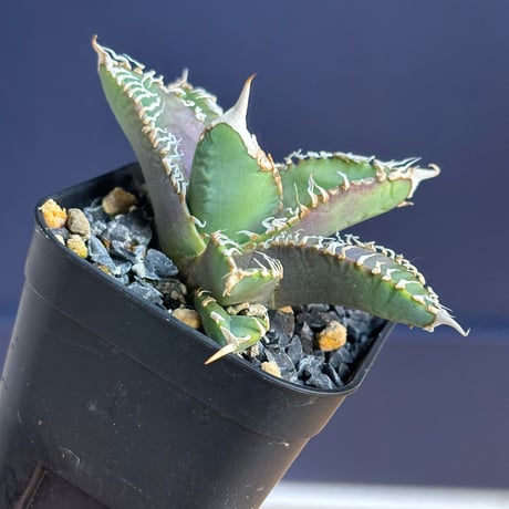 【特別SALE中】Agave titanota"GODZILLA