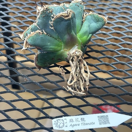 【特別SALE】BLJ産　Agave titanota"麻花龍3