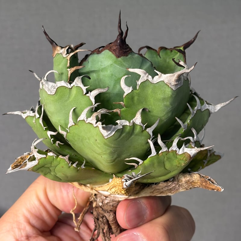 Agave titanota 中型 Agave titanota