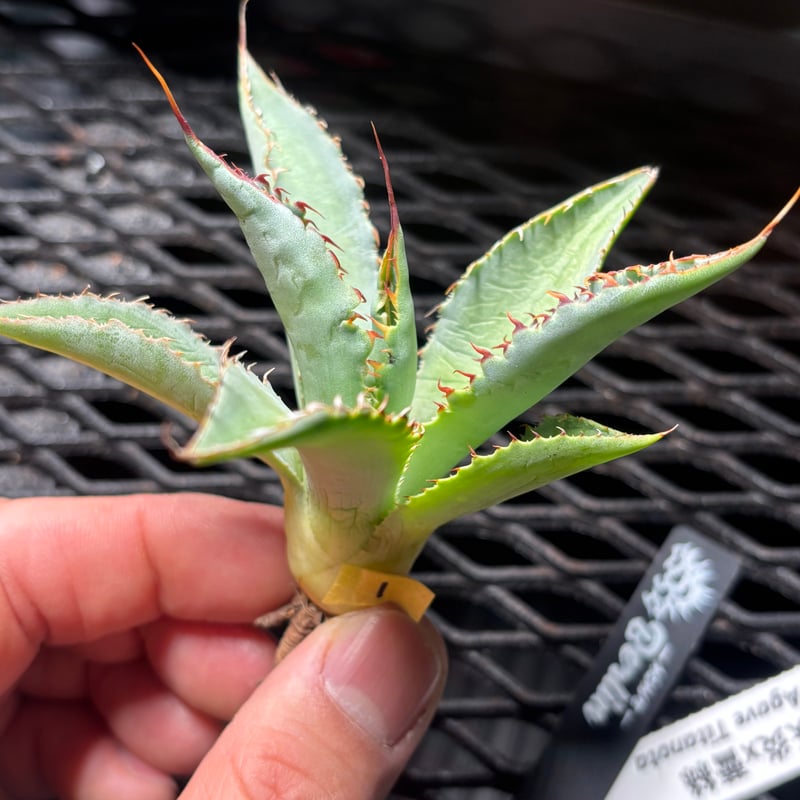 特別SALE中】Berlin産 Agave 妖炎×蕾絲 | ever_plants