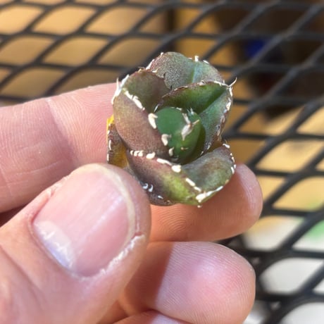 【特別SALE中】Berlin産　Agave titanota"達摩2