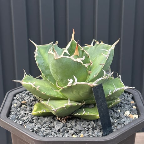 Agave titanota"no name1558
