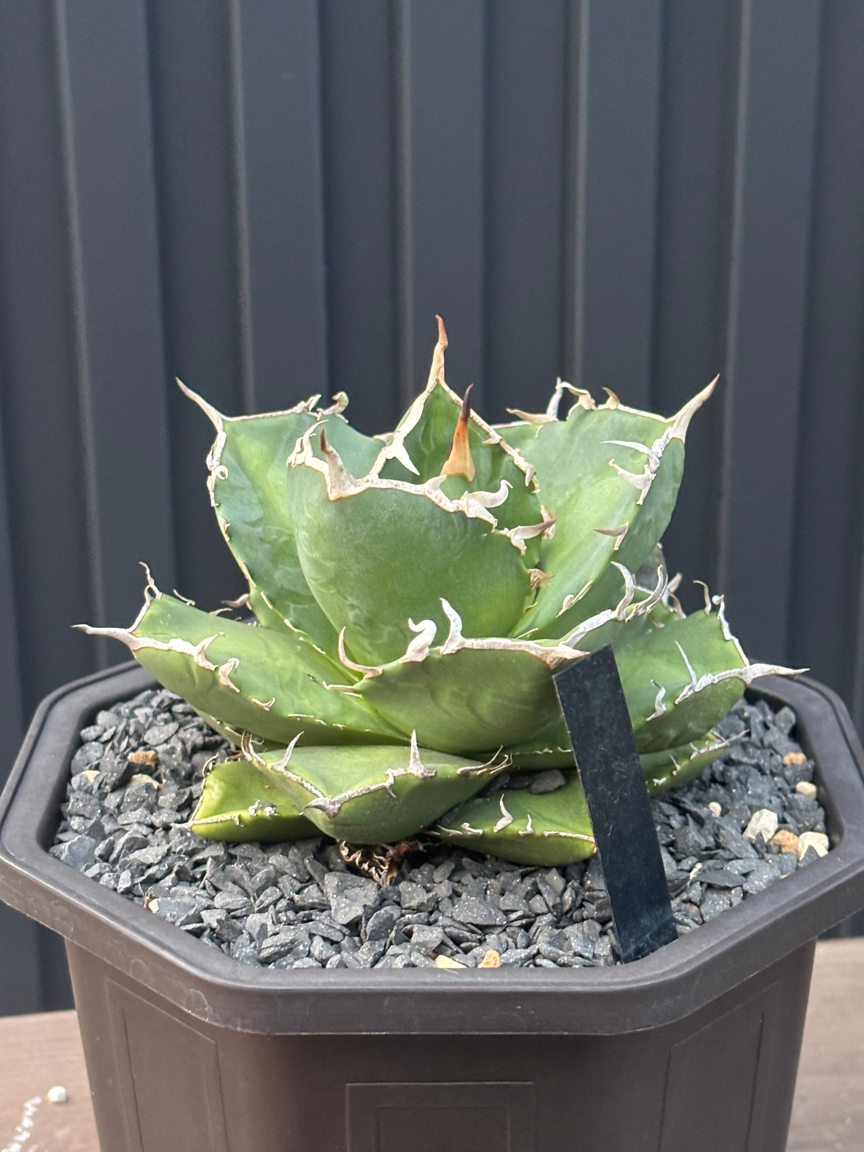 Agave titanota