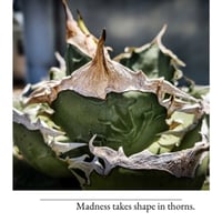 【特別SALE中】GALAXY産　Agave titanota"AG140（7-198-2）