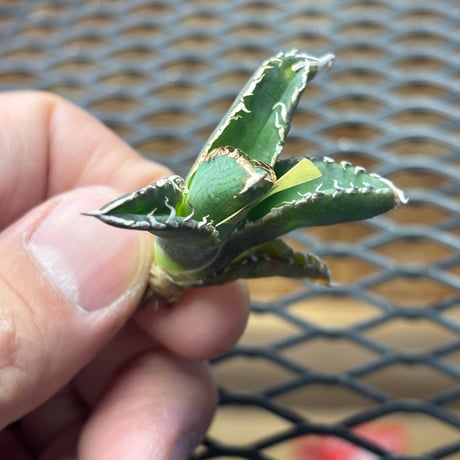 【Berlin産】Agave titanota"朱雀2