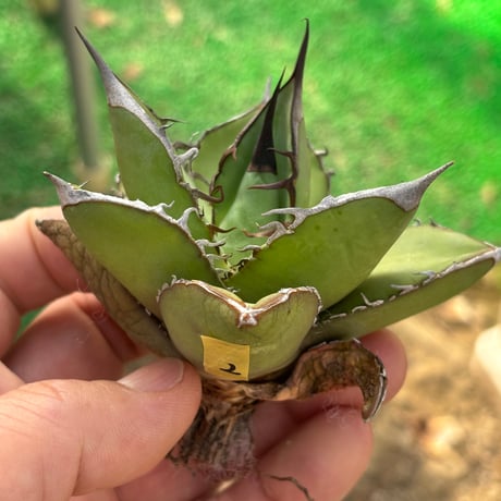 Agave  titanota"seeding