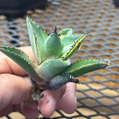 【Berlin産】Agave titanota"熊猫白覆輪2
