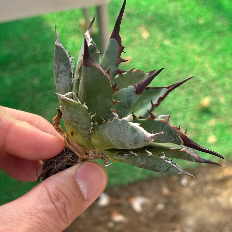 Agave utahensis×hades 妖帝 | ever_plants