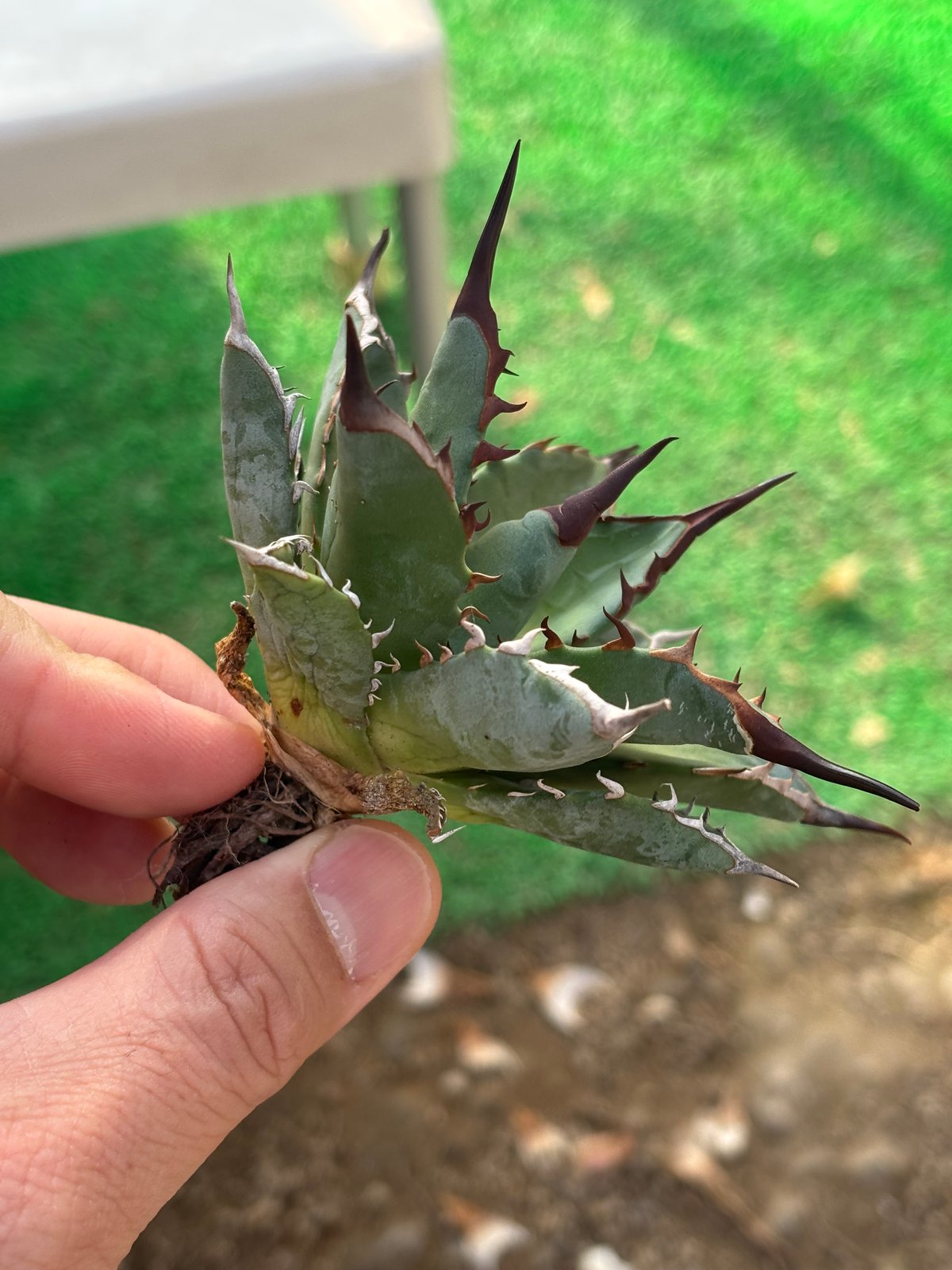 Agave utahensis×hades 妖帝 | ever_plants