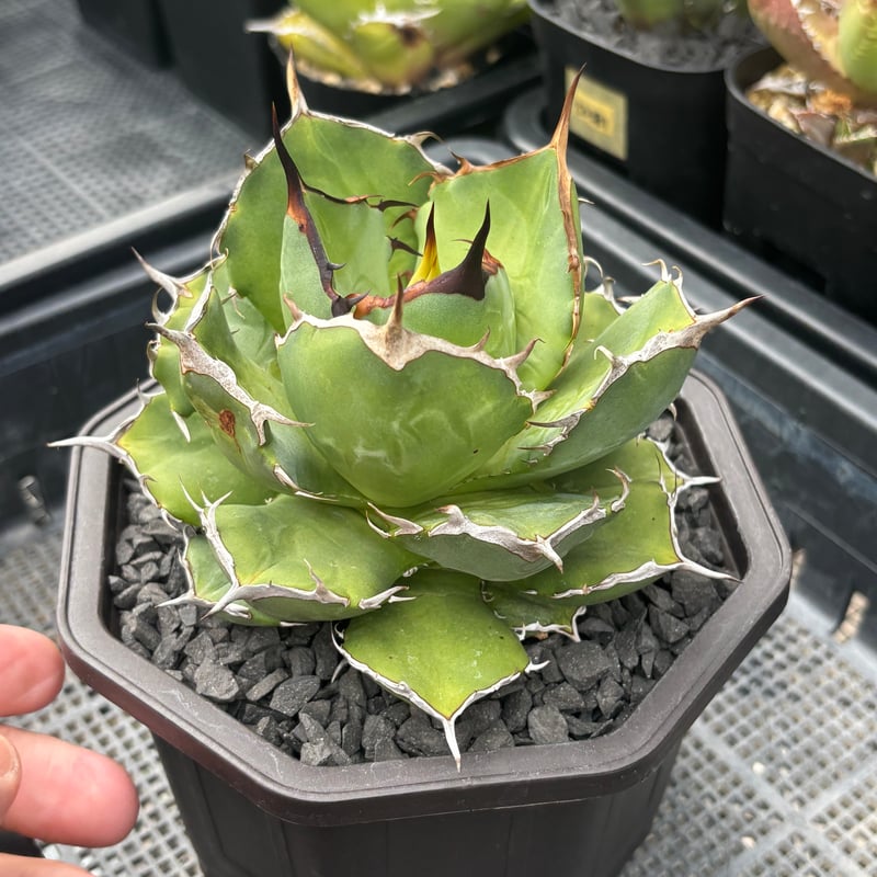 Agave titanota