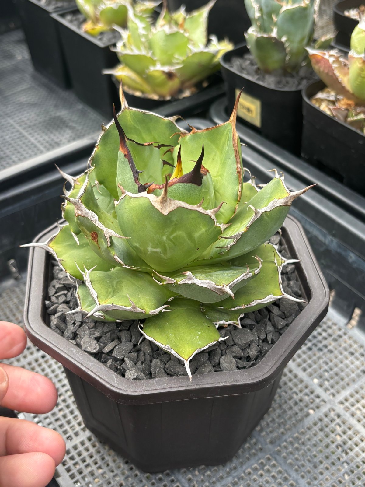 Agave titanota