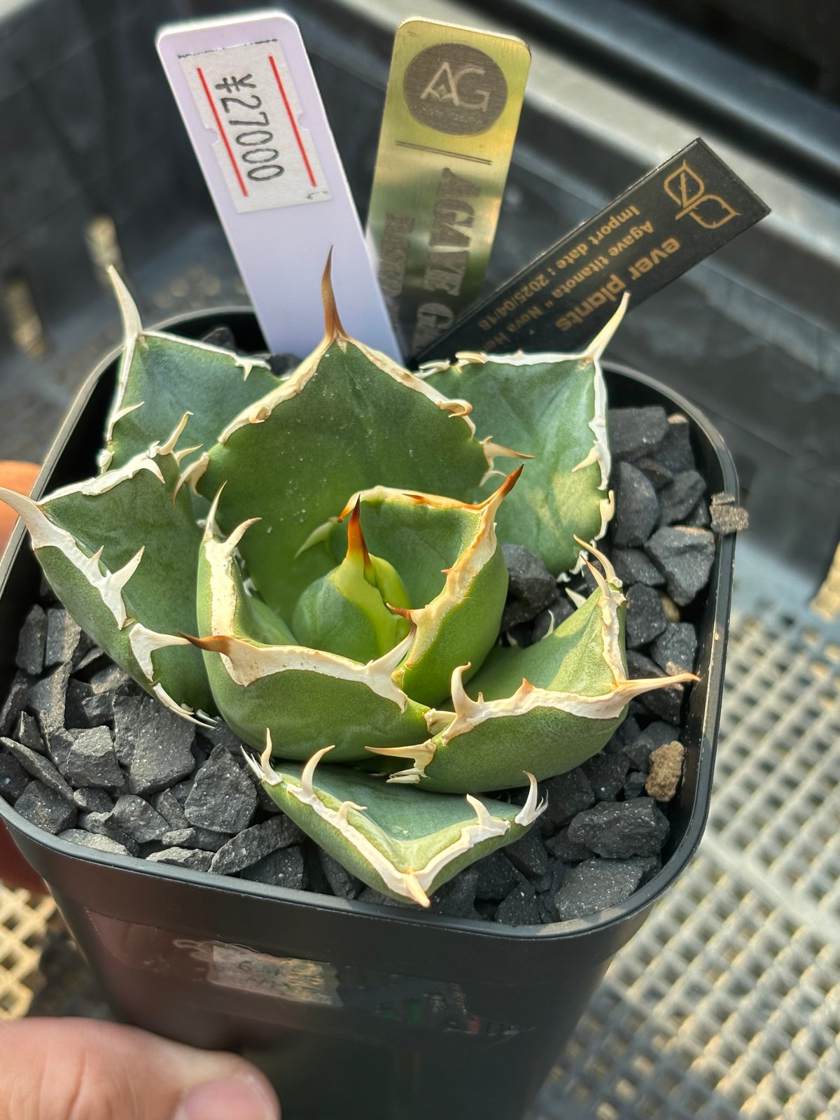 Agave titanota