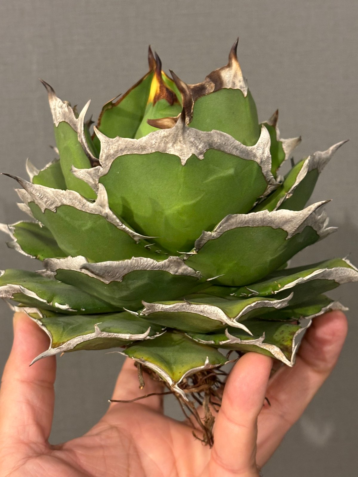 Agave ”super titanota” | Cactus Green 多肉植物アガベ チタノタ貔貅