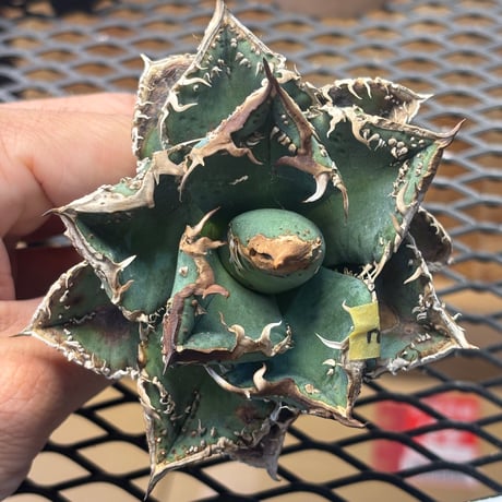【特別SALE】BLJ産　Agave titanota"麻花龍3