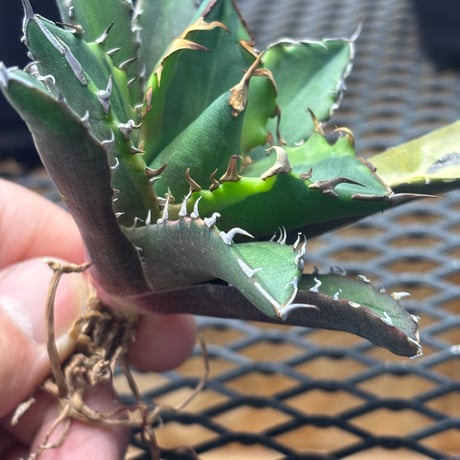 【特別SALE中】Berlin産　Agave titanota"crazy 黄覆輪1