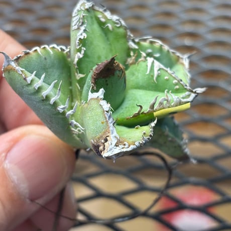【Berlin産】Agave titanota"麻花龍2