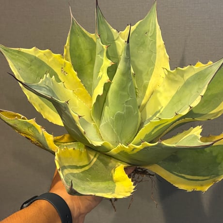 【特別SALE中】Agave ovatifolia variegated ‘ORCA’