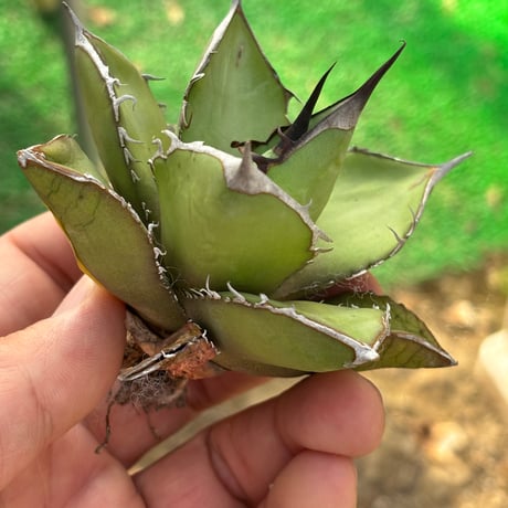 Agave  titanota"seeding