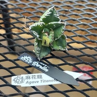 【Berlin産】Agave titanota"麻花龍3