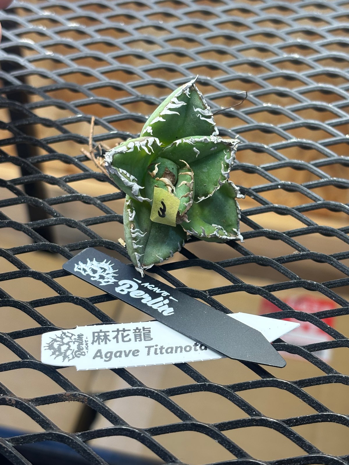Berlin産】Agave titanota