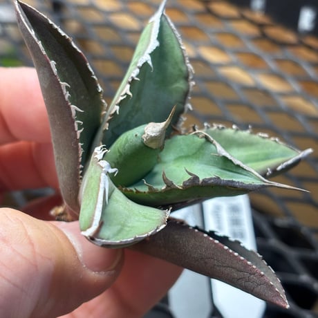 【Berlin産】Agave titanota"緑幽霊1