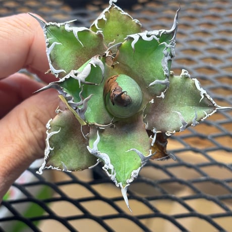 【特別SALE中】Berlin産　Agave titanota" caesar3