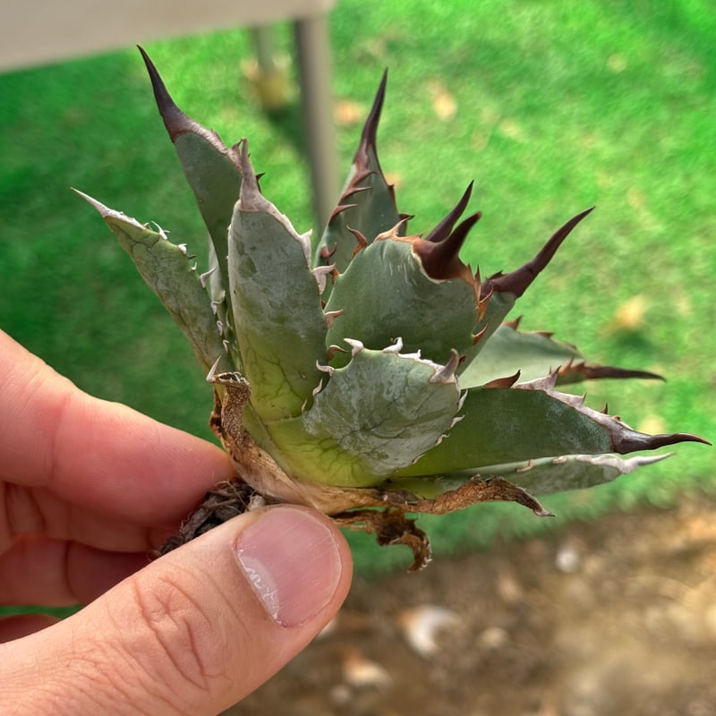 Agave utahensis×hades 妖帝 | ever_plants