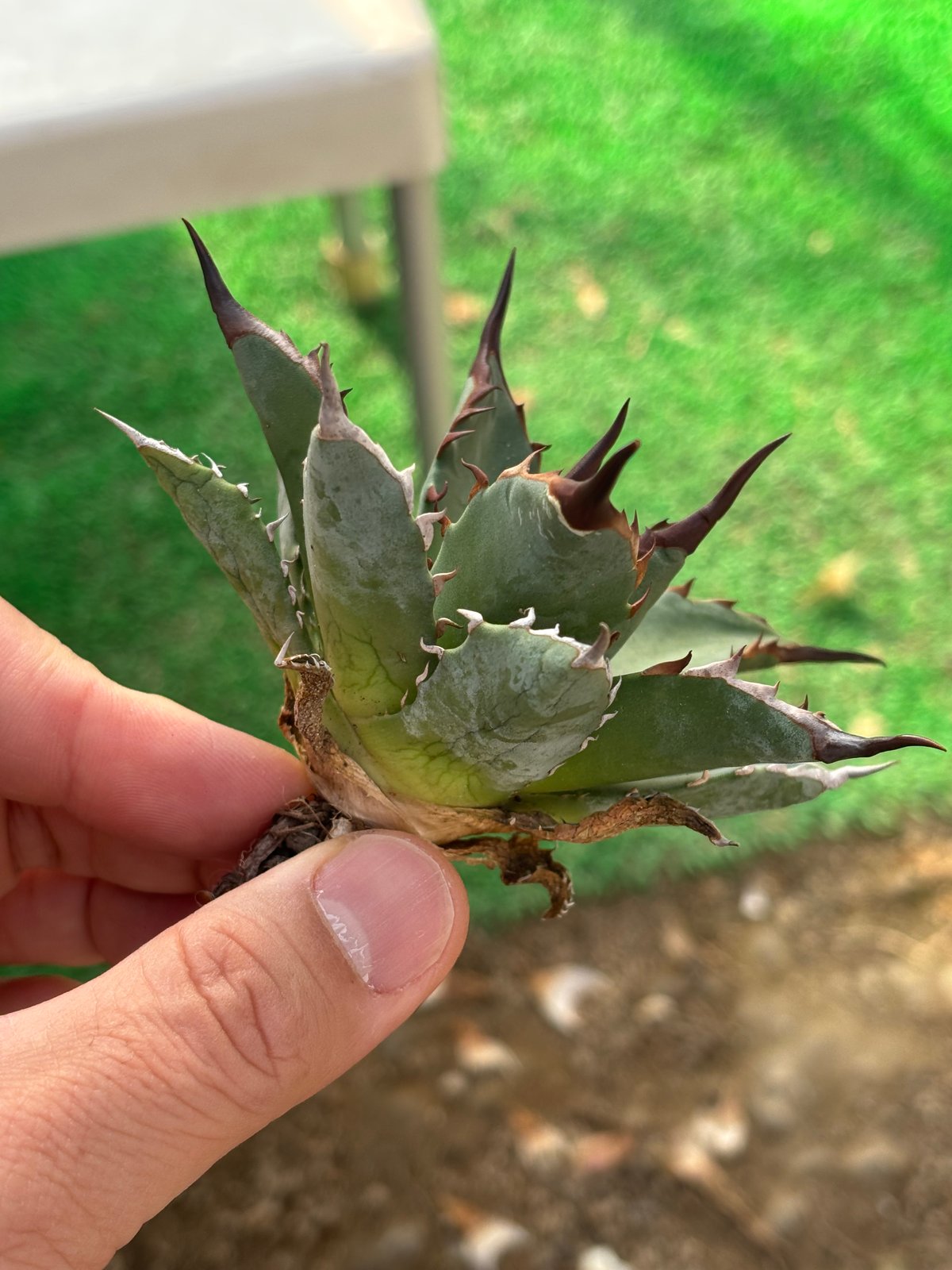 Agave utahensis×hades 妖帝 | ever_plants
