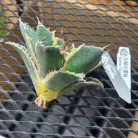 【Berlin産】Agave titanota"白鯨覆輪