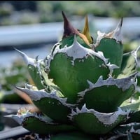 【Berlin産】Agave titanota"担克1