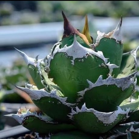 【Berlin産】Agave titanota"担克1