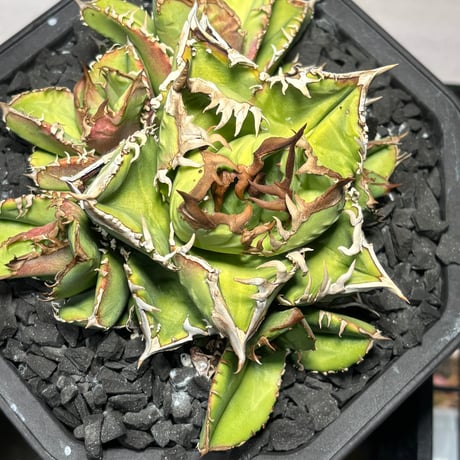 【特別SALE中】Agave titanota"毒蛇