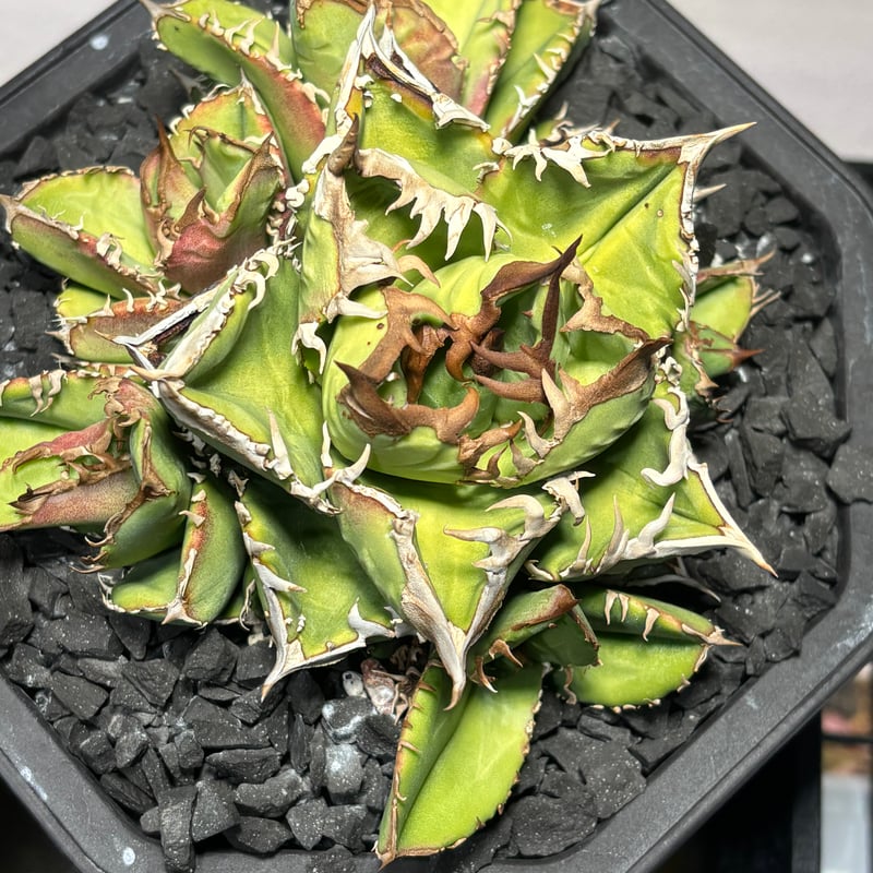 特別SALE中】Agave titanota