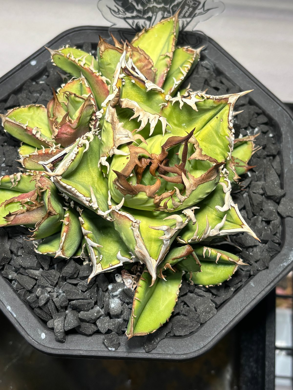特別SALE中】Agave titanota