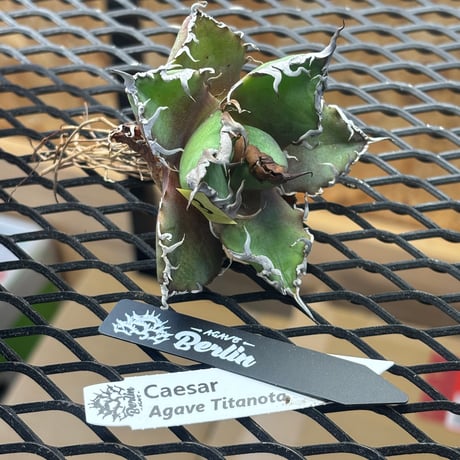 【特別SALE中】Berlin産　Agave titanota" caesar3