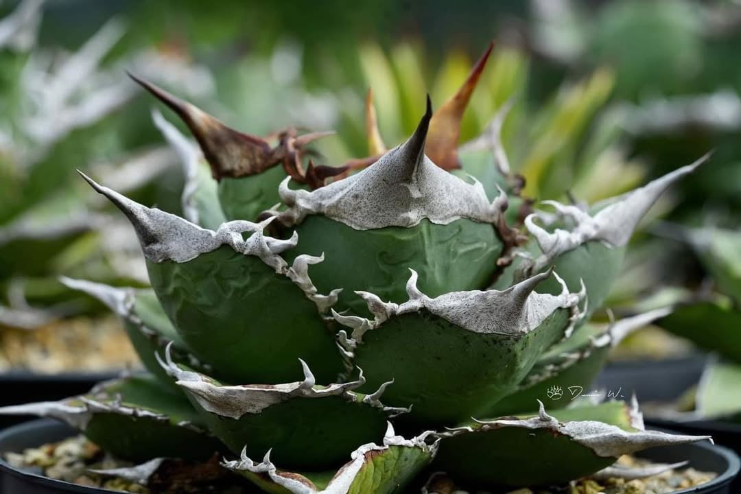 アガベ dennis051 Agave titanota