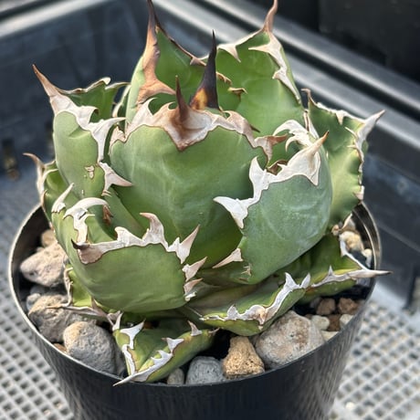 Agave titanota"dwarf 6-61DW3